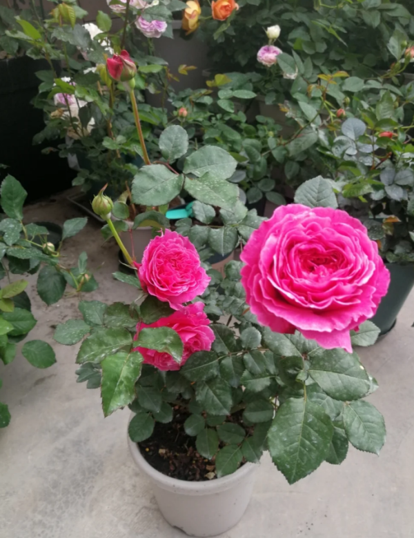 Abdiel Rose Plant丨Your roses