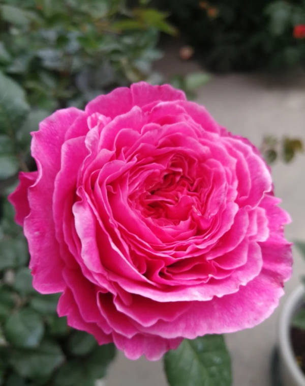 Abdiel Rose for sale丨Your roses