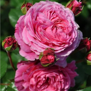 Abdiel Rose丨Your roses
