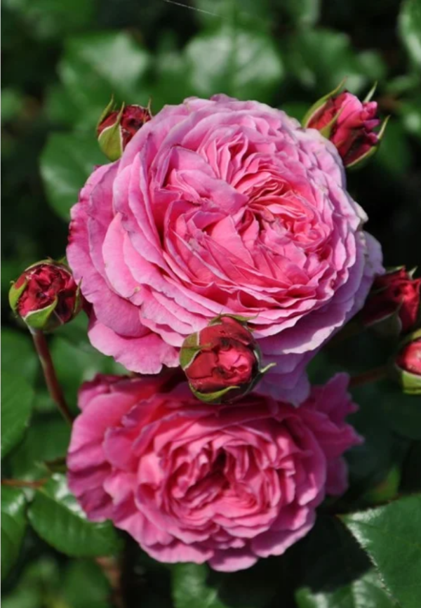 Abdiel Rose丨Your roses