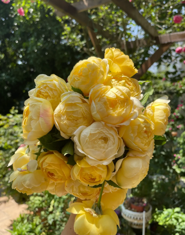 qingmu Rose丨Your roses