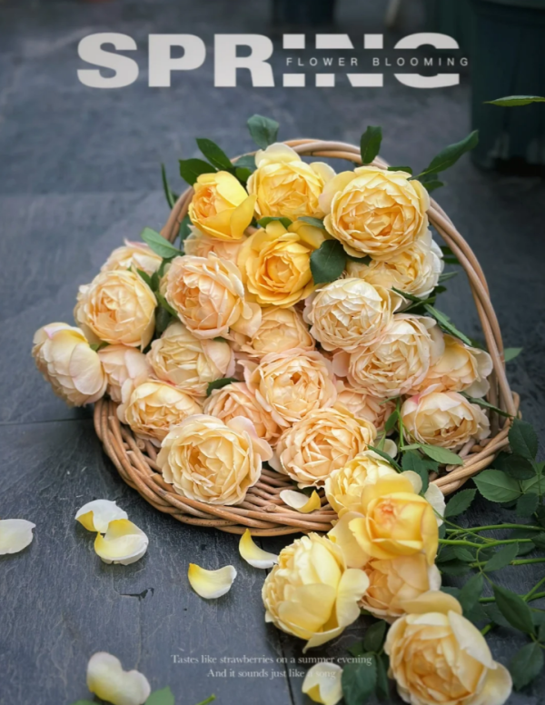 Admiration Rose for sale丨Your roses