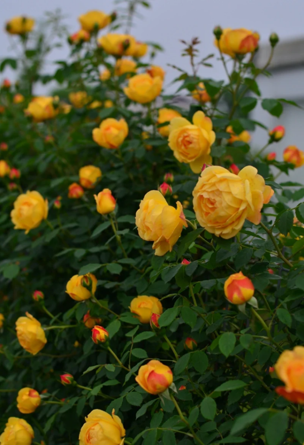 qingmu Rose for sale丨Your roses