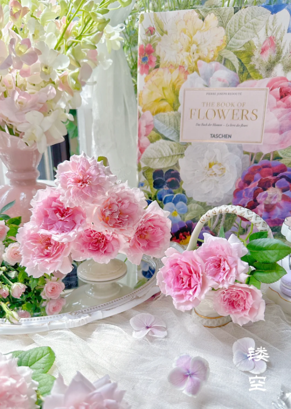 Ajourée Rose Plant丨Your roses