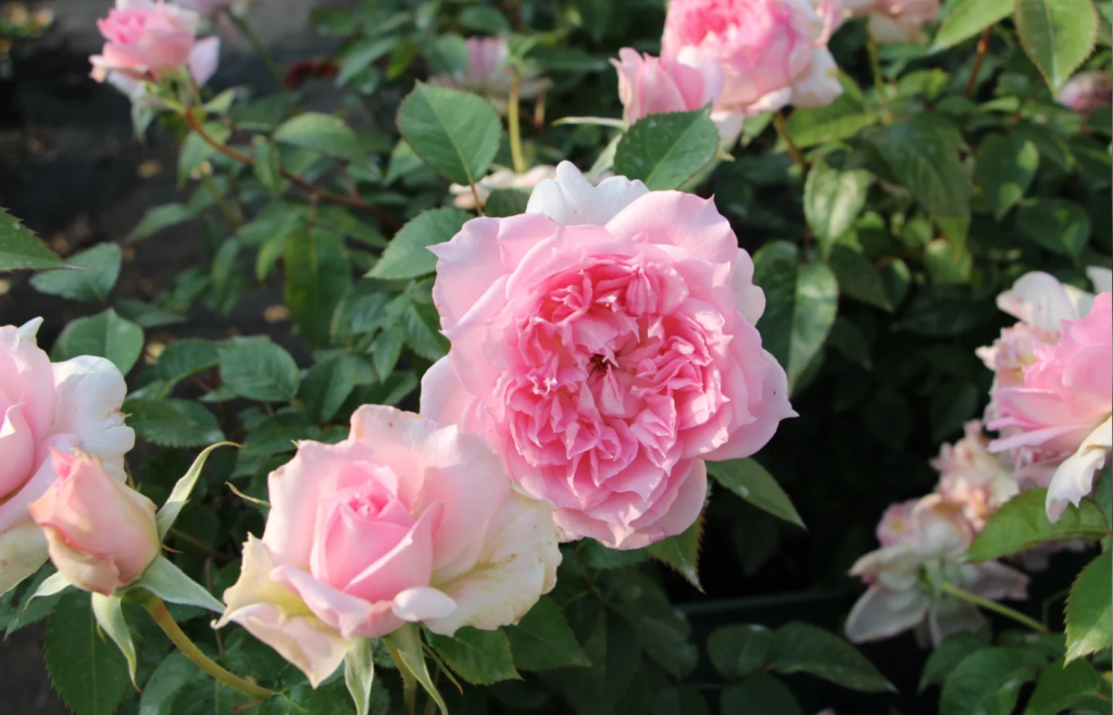 Ajourée Rose Cut Roses -