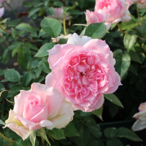 Ajourée Rose丨Your roses