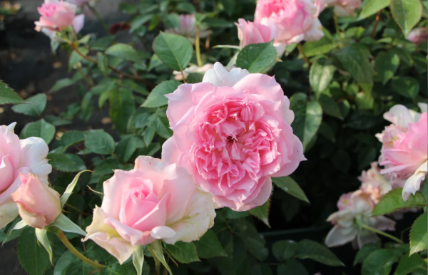 Ajourée Rose丨Your roses