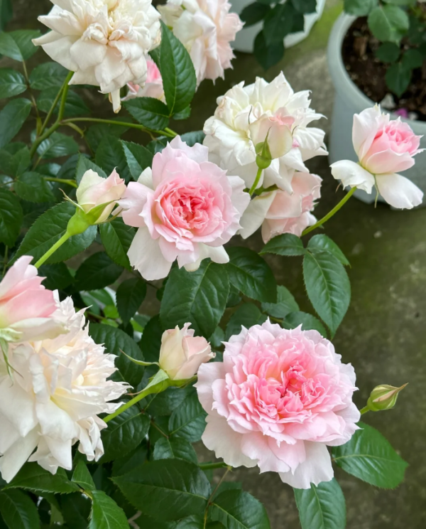 Ajourée Rose for sale丨Your roses