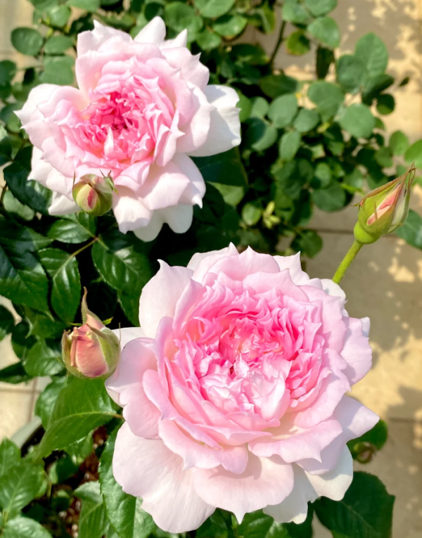 Ajourée Roses丨Your roses