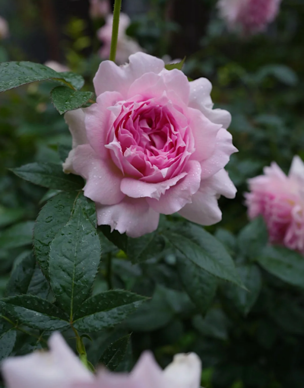 Rose Ajourée丨Your roses