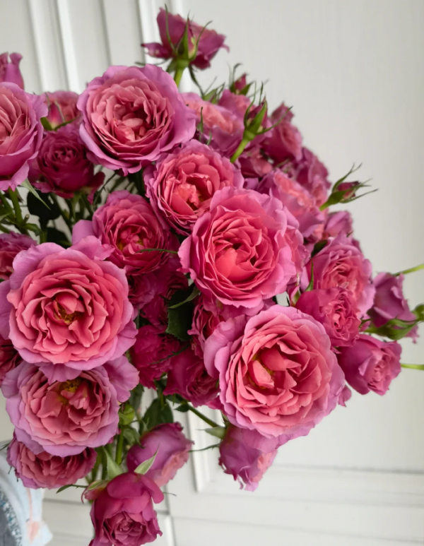 Aoi Rose丨Your roses