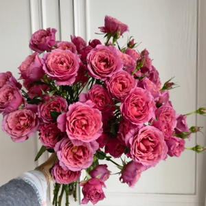 Aoi Rose for sale丨Your roses