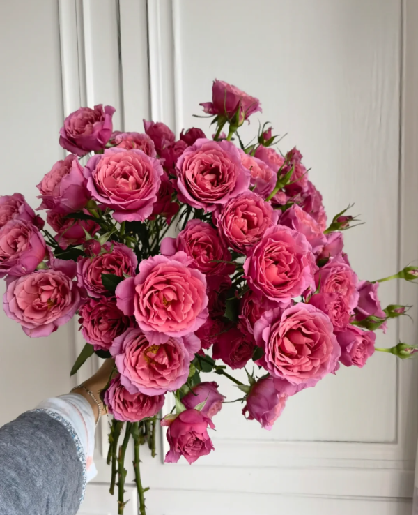 Aoi Rose for sale丨Your roses