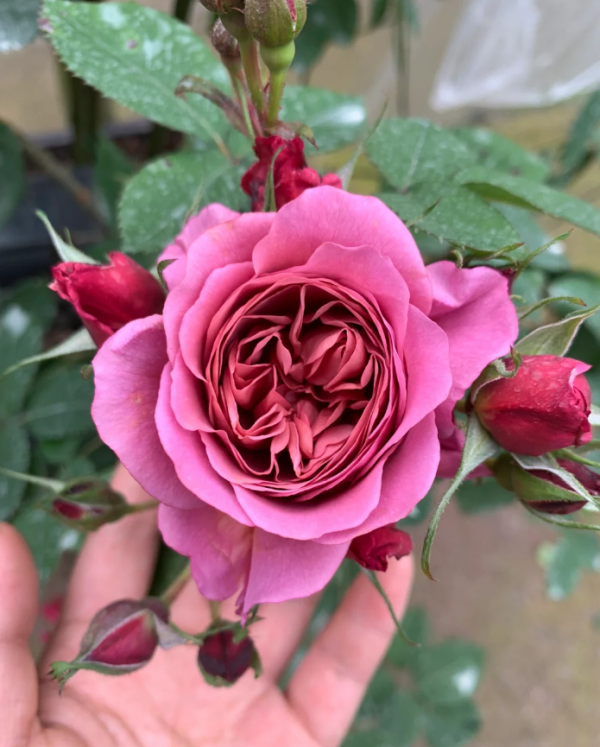 Aoi Rose Plant丨Your roses