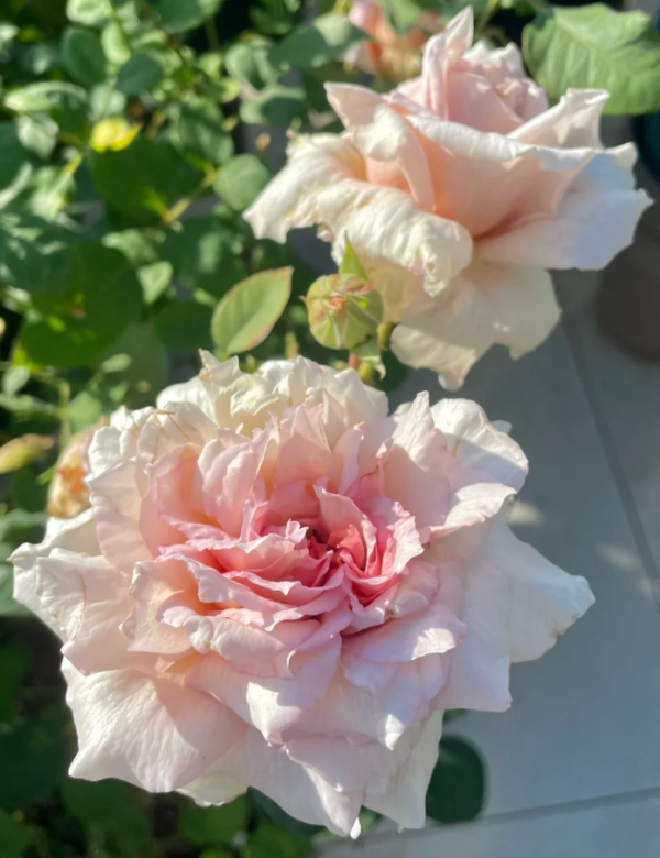Ariel Roses 丨Your roses