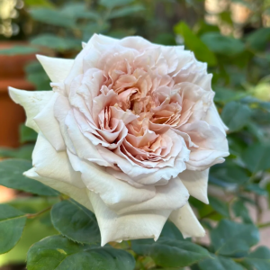 Ariel Rose 丨Your roses