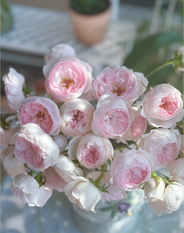 Rose Arietta丨Your roses