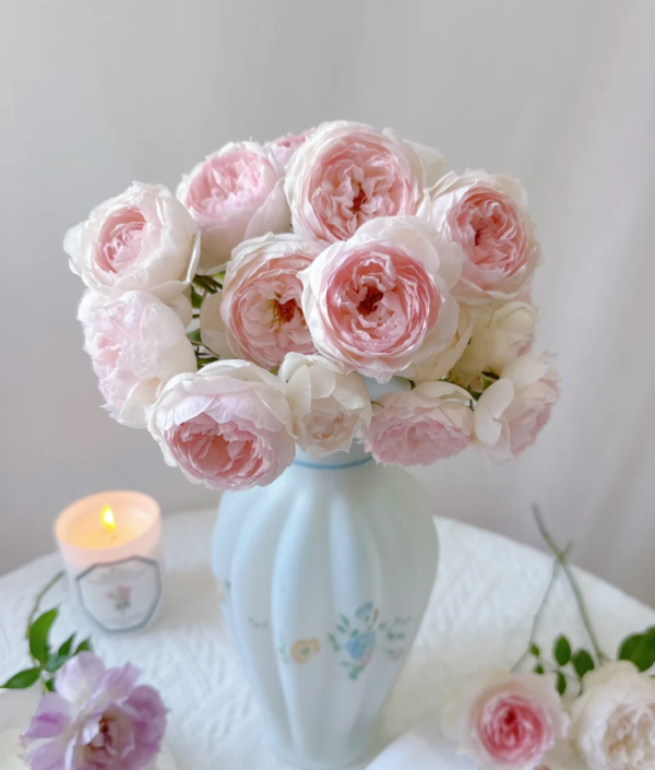 Arietta Rose for sale丨Your roses