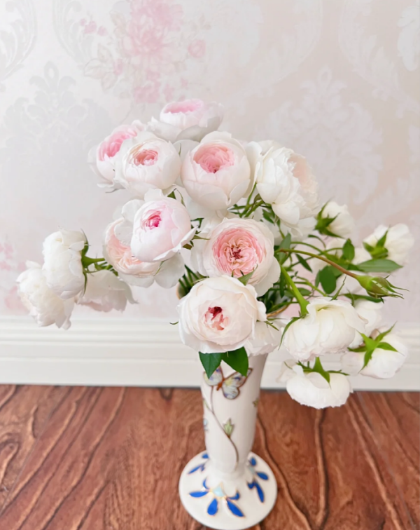 Arietta Rose Plant丨Your roses