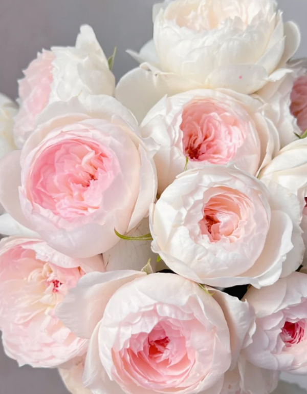 Arietta Rose丨Your roses