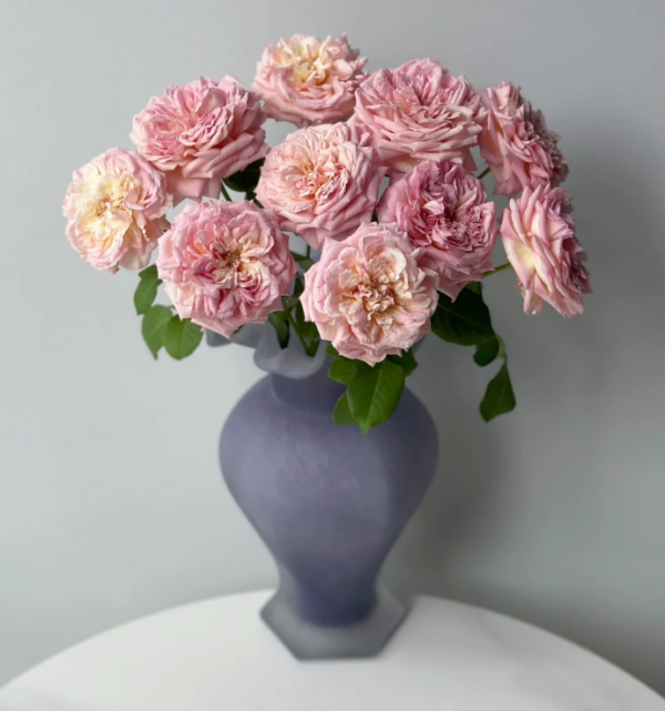 Marianne James Rose Plant for sale丨Your roses