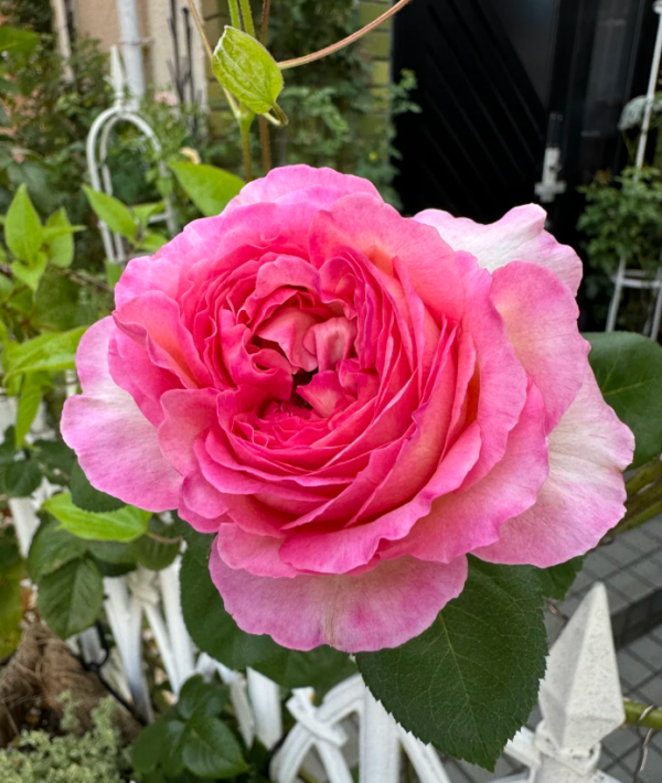 Aube Roses丨Your roses