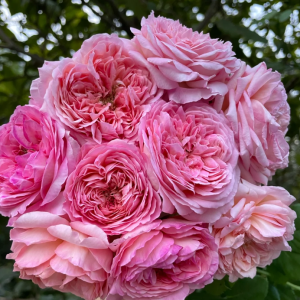 Aube Rose丨Your roses