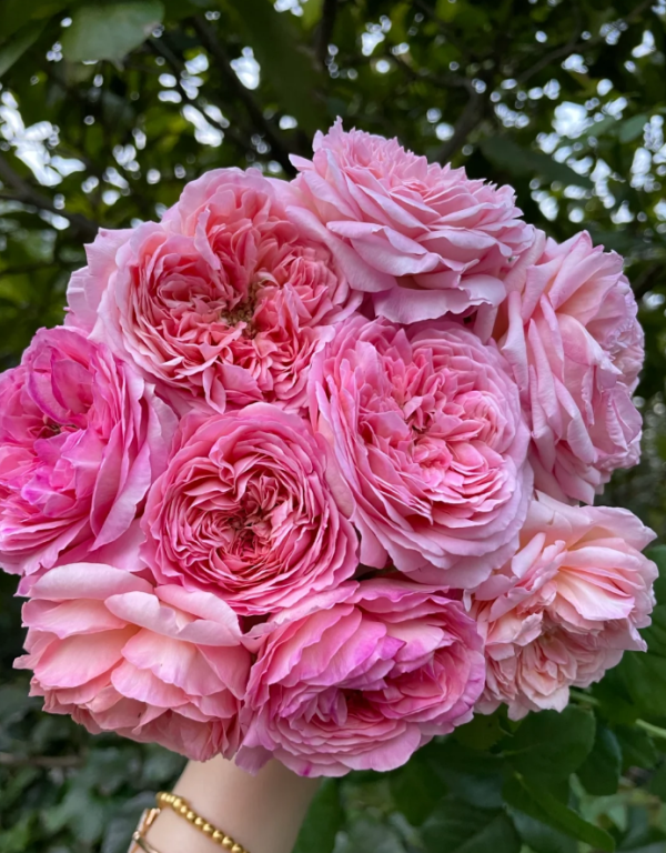 Aube Rose丨Your roses
