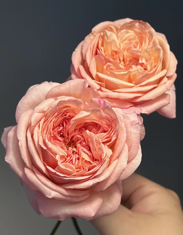 Aube Rose Plant丨Your roses