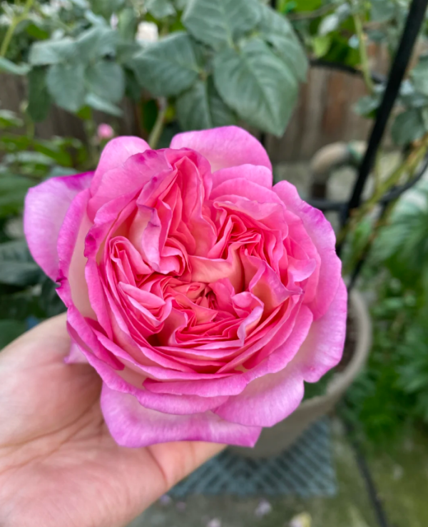 Aube Rose for sale丨Your roses