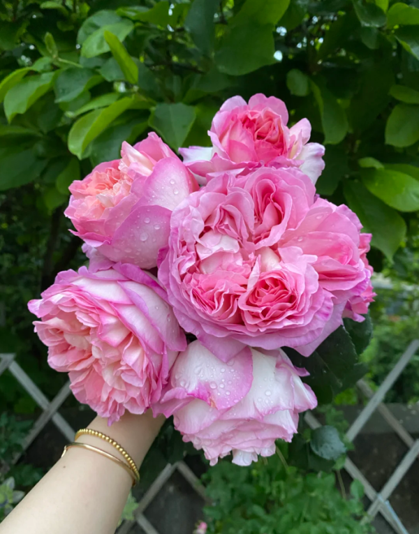 Marianne James Rose 丨Your roses