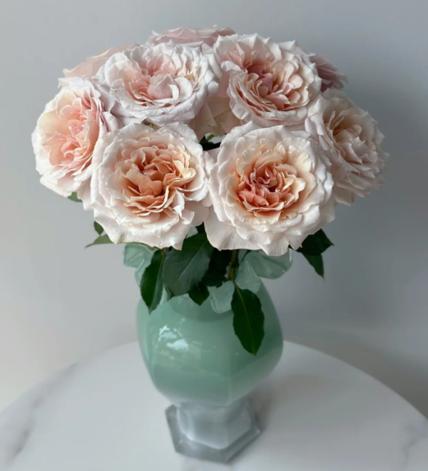 Rose Ben Weatherstaff丨Your roses