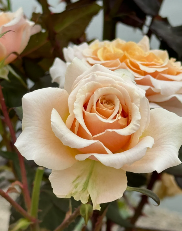 Ben Weatherstaff Roses丨Your roses