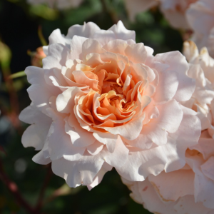 Ben Weatherstaff Rose丨Your roses