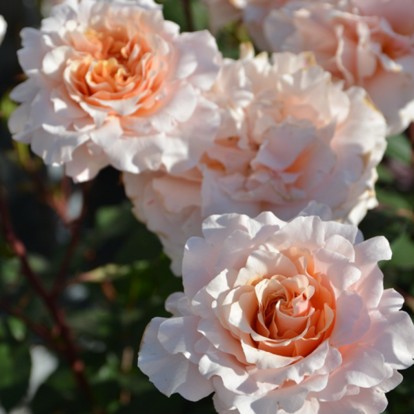 Ben Weatherstaff Rose for sale丨Your roses