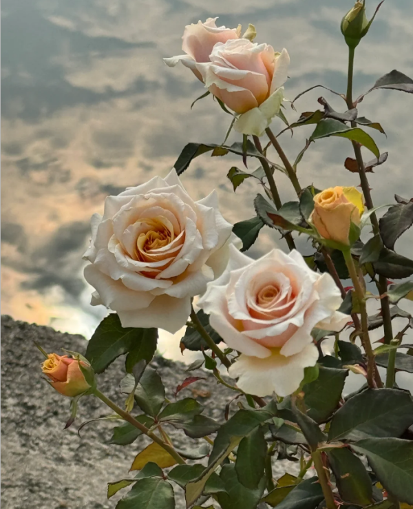 Ben Weatherstaff Rose Plant for sale丨Your roses