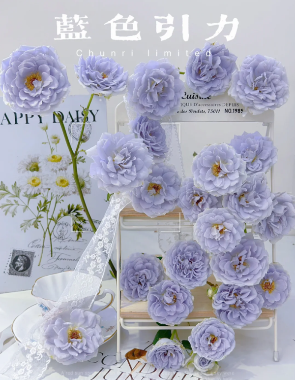Blue Gravity Rose