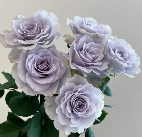Blue Gravity Rose丨Your roses