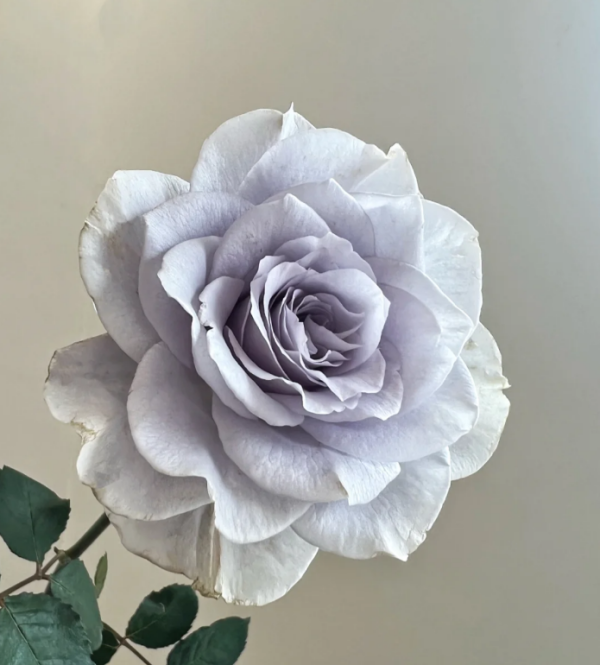 Rose Blue Gravity丨Your roses