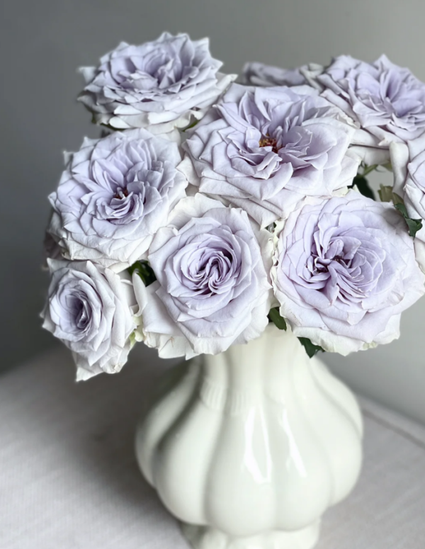 Blue Gravity Rose Plant丨Your roses