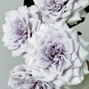 Blue Gravity Rose for sale丨Your roses