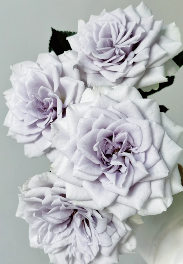 Blue Gravity Rose for sale丨Your roses