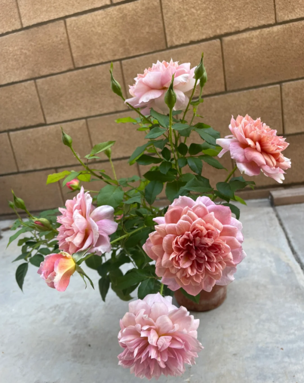 Brodley Rose Plant丨Your roses