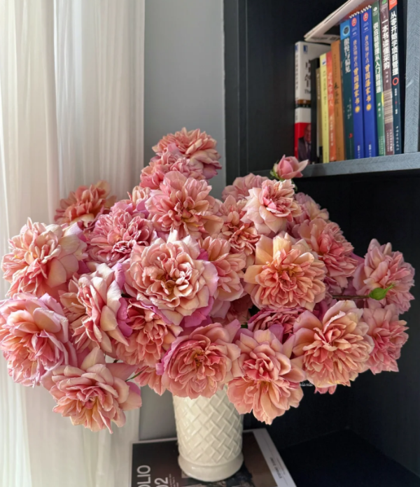 Rose Brodley丨Your roses
