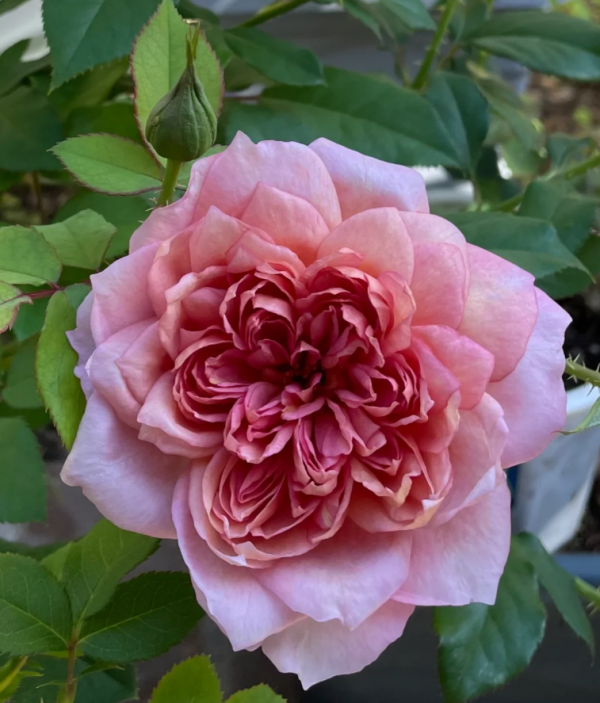 Brodley Roses丨Your roses