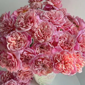 Brodley Rose丨Your roses