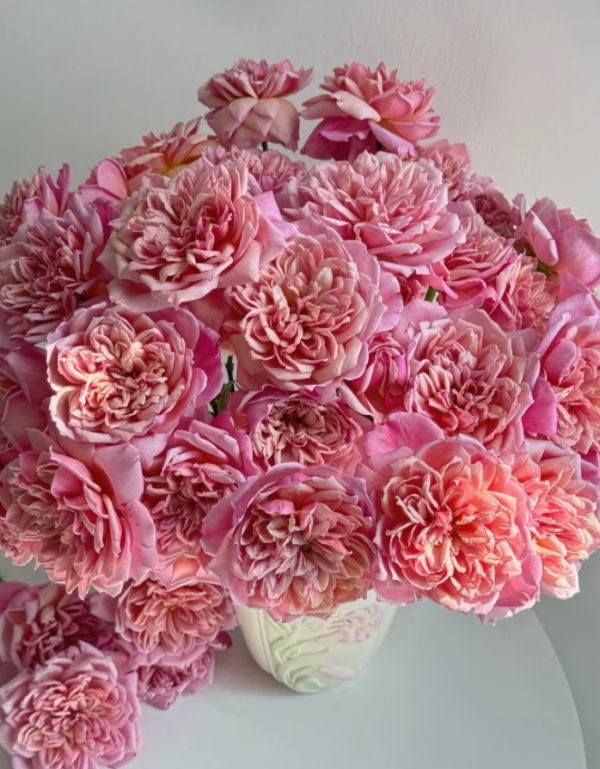 Brodley Rose丨Your roses