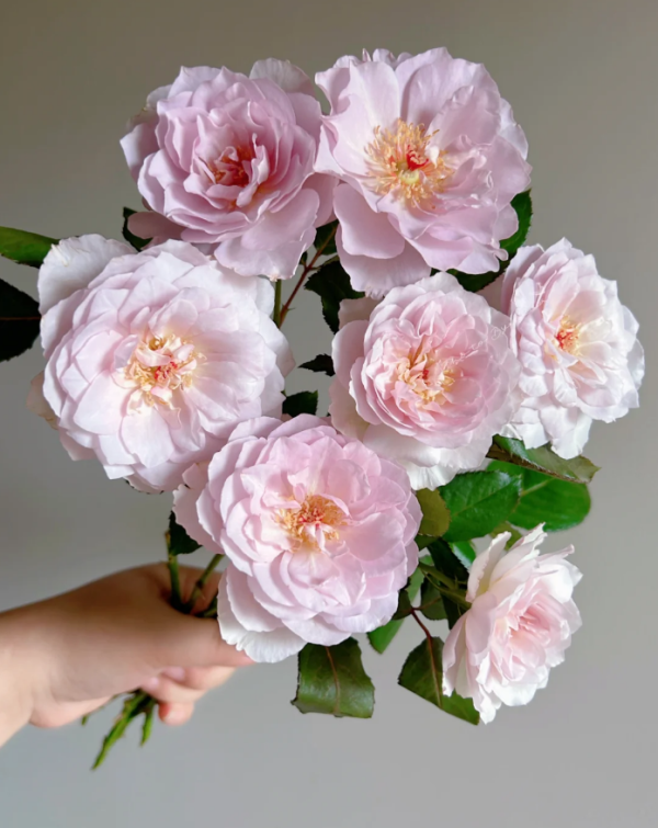 Camille Roses丨Your roses
