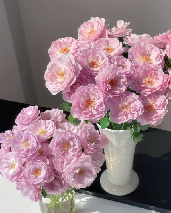 Camille Rose for sale丨Your roses