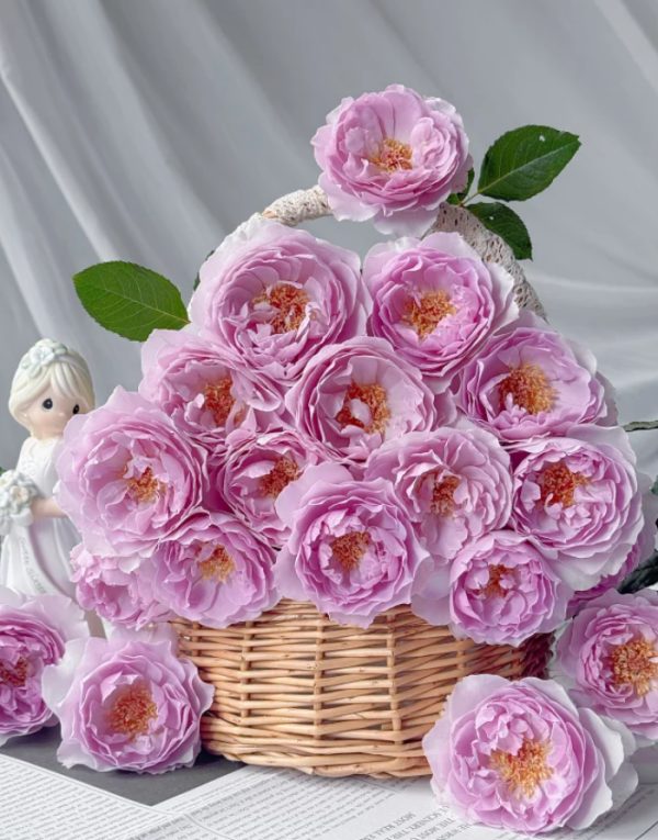 Rose Camille丨Your roses